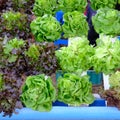 Hydroponic salad vegetable.