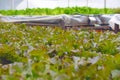 Hydroponic salad vegetable.