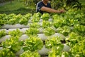 Hydroponic Spinach farm