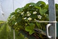 A hydroponic strawberry crop growing under tunnels