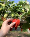 Hydroponic strawberry cultivation in hanging beds