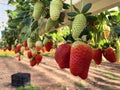 Hydroponic strawberry cultivation in hanging beds