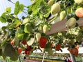 Hydroponic strawberry cultivation in hanging beds