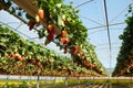 Hydroponic strawberry cultivation in hanging beds