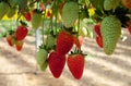 Hydroponic strawberry cultivation in hanging beds