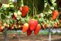 Hydroponic strawberry cultivation in hanging beds