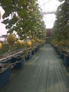 hydroponic system in a greenhouse