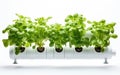 Hydroponic System on White Background