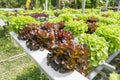 The Hydroponic technology. Colorful lattuce salad plant growing in farm