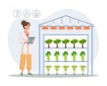 Hydroponic technology for growing plants. Scientist or biotechnologist at hydroponic farm. Vertical farming. Smart farm