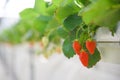 Hydroponic technology for growing red strawberry in closed environment greenhouse system