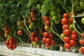 Hydroponic tomato Royalty Free Stock Photo