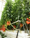 Hydroponic tomato