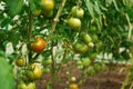 Hydroponic tomato growing in a greenhouse