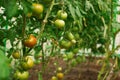 Hydroponic tomato growing in a greenhouse Royalty Free Stock Photo
