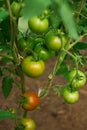 Hydroponic tomato growing in a greenhouse