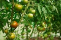 Hydroponic tomato growing in a greenhouse