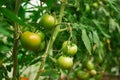 Hydroponic tomato growing in a greenhouse