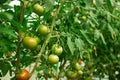 Hydroponic tomato growing in a greenhouse