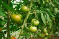 Hydroponic tomato growing in a greenhouse Royalty Free Stock Photo