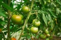 Hydroponic tomato growing in a greenhouse