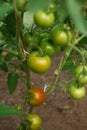 Hydroponic tomato growing in a greenhouse