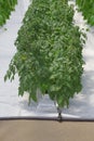 Hydroponic Tomato Plant