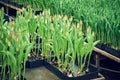 Hydroponic tulip cultivation in an industrial greenhouse