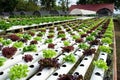 Hydroponic vegetable