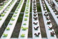 Hydroponic vegetable Royalty Free Stock Photo