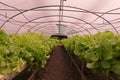 Hydroponic vegetable culture in greenhouse water evaporation