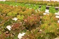 Hydroponic vegetable culture in greenhouse water evaporation, Thailand