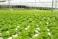 Hydroponic vegetable farm