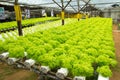 Hydroponic vegetable farm Royalty Free Stock Photo