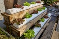 Hydroponic vegetable farm