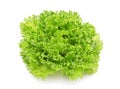 Hydroponic vegetable (Frillie Iceburg) Royalty Free Stock Photo