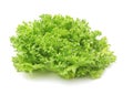 Hydroponic vegetable (Frillie Iceburg) Royalty Free Stock Photo