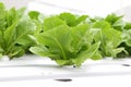 Hydroponic vegetable (Green Cos)