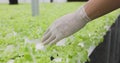 In a hydroponic vegetable greenhouse on the farm, a hand man walks to present