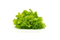 Hydroponic vegetable leaves, Green Oak Lettuce