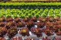 Hydroponic vegetable lettuce fresh organic farm.