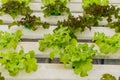 Hydroponic vegetable is planted in a garden.