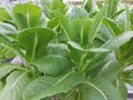 Hydroponic vegetable plants