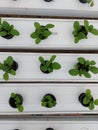 hydroponic vegetable plants