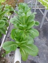 Hydroponic vegetable plants