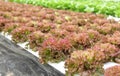 Hydroponic vegetable (Red corel)