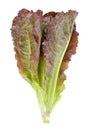 Hydroponic vegetable, red cos lettuce