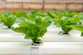 Hydroponic vegetable Royalty Free Stock Photo