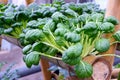 Hydroponic vegetables Royalty Free Stock Photo