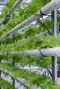 Hydroponic vegetables Royalty Free Stock Photo